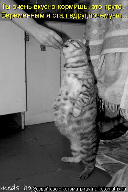 Котоматрица: Ты очень вкусно кормишь,-это круто! Беременным я стал вдруг,почему-то...