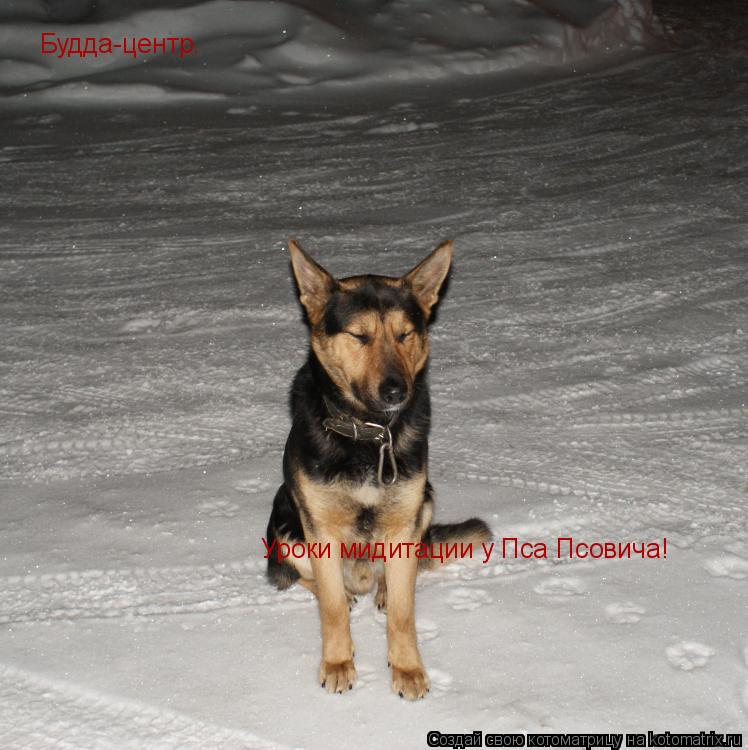 Котоматрица: Будда-центр. Уроки мидитации у Пса Псовича! Уроки мидитации у Пса Псовича! Будда-центр.