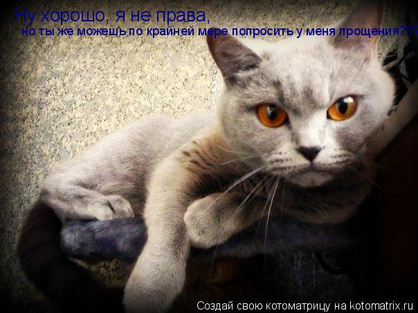 Котоматрица: Ну хорошо, я не права,  но ты же можешь по крайней мере попросить у меня прощения???