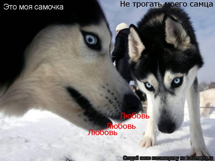 Котоматрица: Это моя самочка Не трогать моего самца Любовь Любовь Любовь