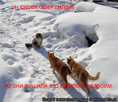 Котоматрица: он сидел один силачь но они решили его атаковать вдвоём