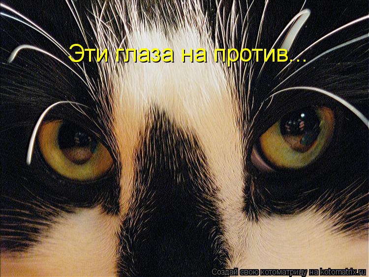 Котоматрица: Эти глаза на против...