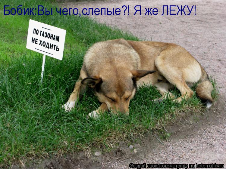 Котоматрица: Бобик:Вы чего,слепые?! Я же ЛЕЖУ!
