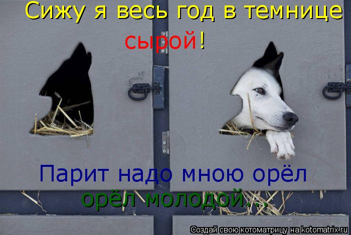 Котоматрица: Сижу я весь год в темнице сырой ! Парит надо мною орёл  орёл молодой...