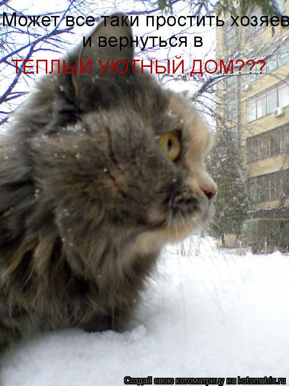 Котоматрица: Может все таки простить хозяев и вернуться в ТЕПЛЫЙ УЮТНЫЙ ДОМ???