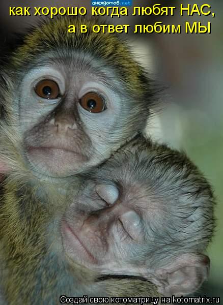 Котоматрица: как хорошо когда любят НАС,   а в ответ любим МЫ