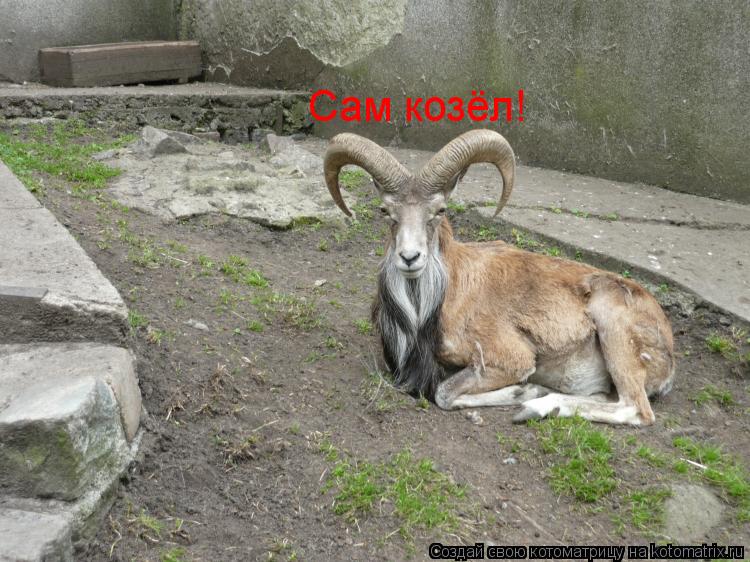 Котоматрица: Сам козёл!