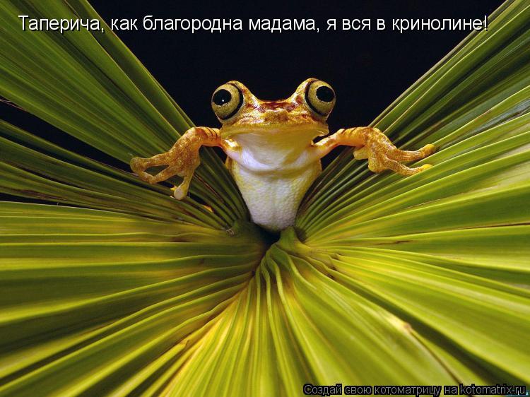 Котоматрица: Таперича, как благородна мадама, я вся в кринолине!