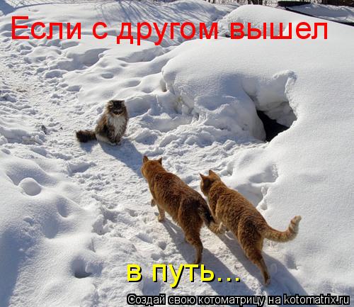 Котоматрица: Если с другом вышел  в путь...