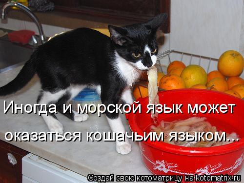 Котоматрица: Иногда и морской язык может оказаться кошачьим языком...