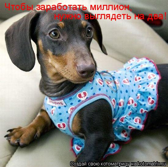 Котоматрица: Чтобы заработать миллион, нужно выглядеть на два!