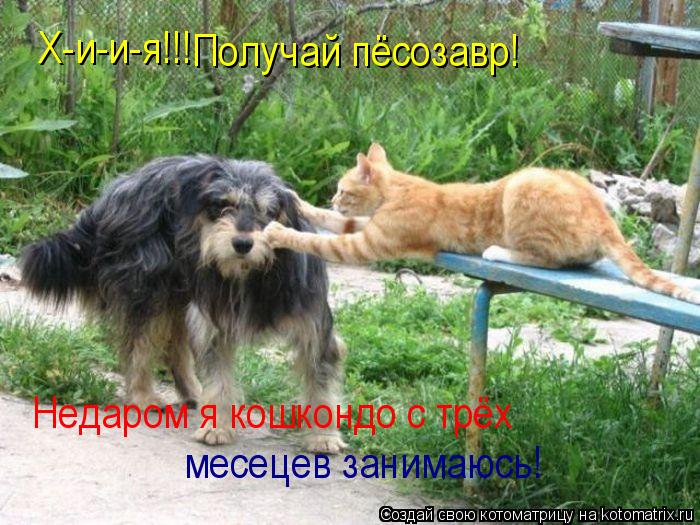 Котоматрица: Х-и-и-я!!! Получай пёсозавр! Недаром я кошкондо с трёх месецев занимаюсь!