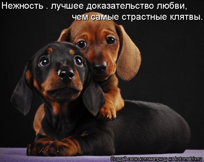 Котоматрица: Нежность – лучшее доказательство любви, чем самые страстные клятвы.