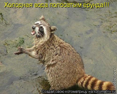 Котоматрица: Холодная вода полосатым ерунда!!!