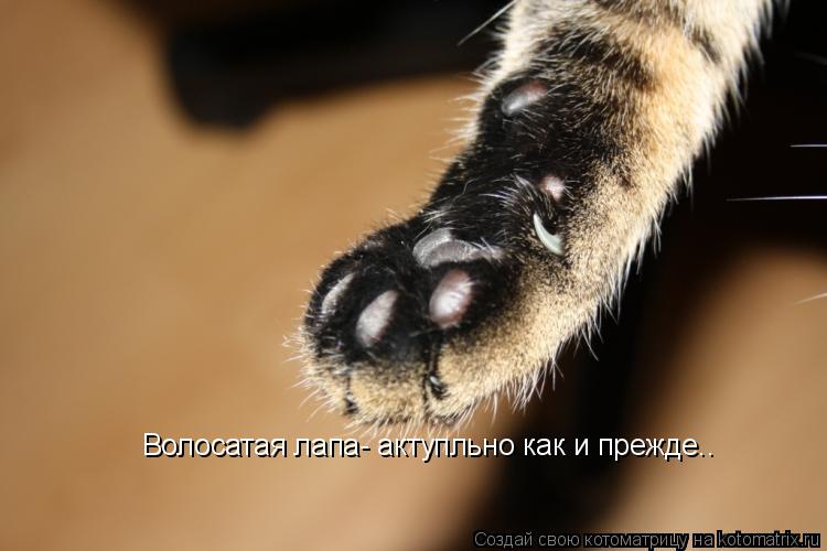 Котоматрица: Волосатая лапа- актупльно как и прежде..