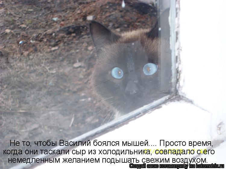 Не то, чтобы Василий боялся мышей.... Просто время, когда они таскали сыр из холодильника, совпадало ... Котоматрица: Не то, чтобы Василий боялся мышей.... Просто время, когда они таскали сыр из холодильника, совпадало с его немедленным желанием подышать свеж