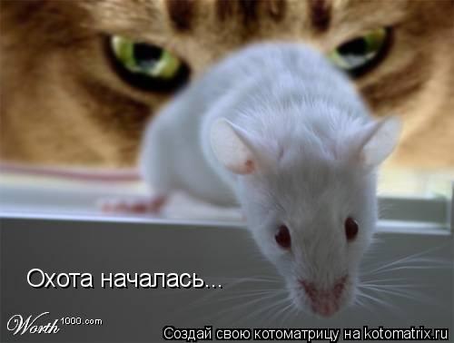 Котоматрица: Охота началась...