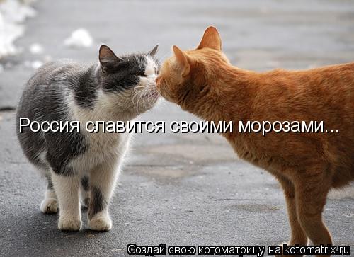 Котоматрица: Россия славится своими морозами...