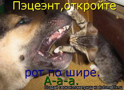 Котоматрица: Пэцеэнт,откройте рот по шире. А-а-а.