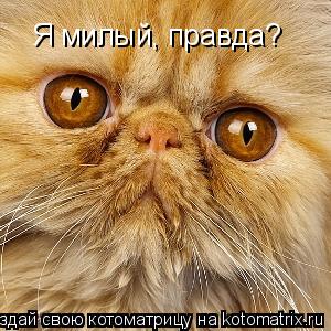 Я милый, правда?... Котоматрица: Я милый, правда?