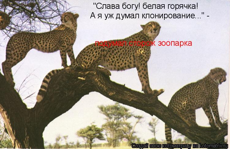"Слава богу! белая горячка! А я уж думал клонирование..." - подумал сторож зоопарка... Котоматрица: "Слава богу! белая горячка! А я уж думал клонирование..." - подумал сторож зоопарка