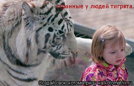 странные у людей тигрята........ Котоматрица: странные у людей тигрята.....