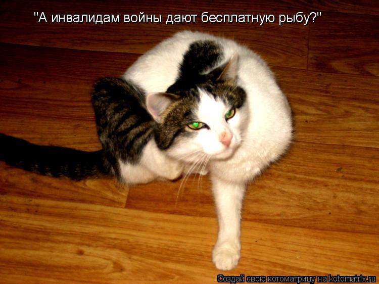 "А инвалидам войны дают бесплатную рыбу?"... Котоматрица: "А инвалидам войны дают бесплатную рыбу?"