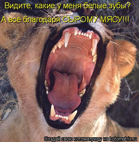 Видите, какие у меня белые зубы? А всё благодаря СЫРОМУ МЯСУ!!!... Котоматрица: Видите, какие у меня белые зубы? А всё благодаря СЫРОМУ МЯСУ!!!