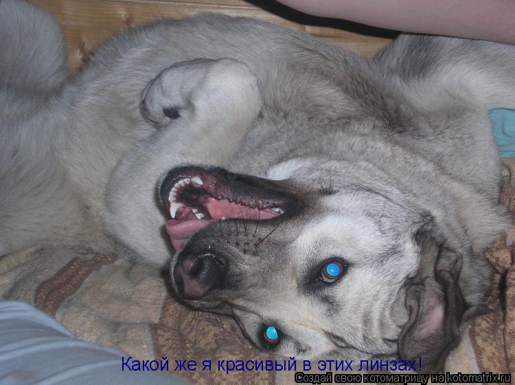 Какой же я красивый в этих линзах!... Котоматрица: Какой же я красивый в этих линзах!