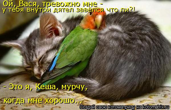 когда мне хорошо... - Это я, Кеша, мурчу, Ой, Вася, тревожно мне - у тебя внутри дятел завёлся что л... Котоматрица: когда мне хорошо... - Это я, Кеша, мурчу, Ой, Вася, тревожно мне - у тебя внутри дятел завёлся что ли?!