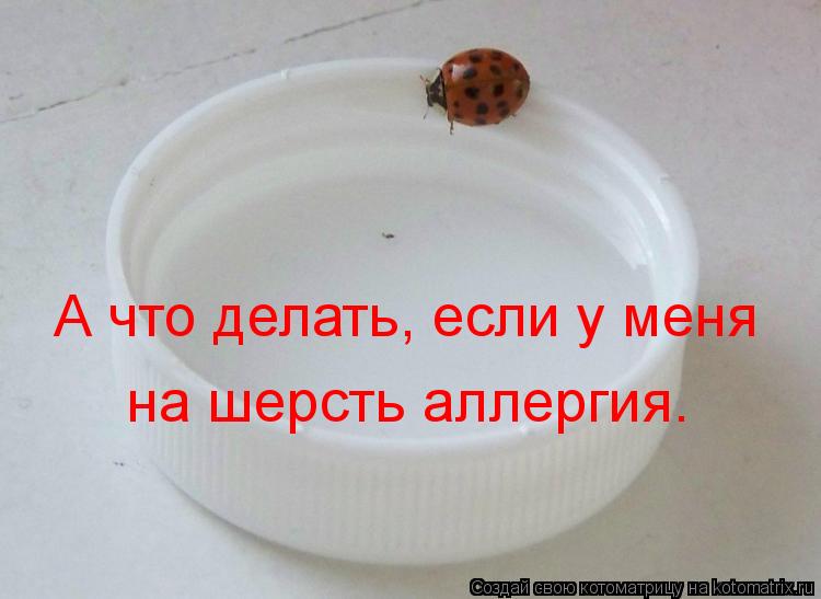 А что делать, если у меня на шерсть аллергия.... Котоматрица: А что делать, если у меня на шерсть аллергия.