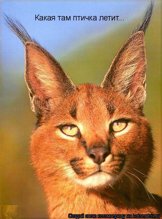 Какая там птичка летит...... Котоматрица: Какая там птичка летит...