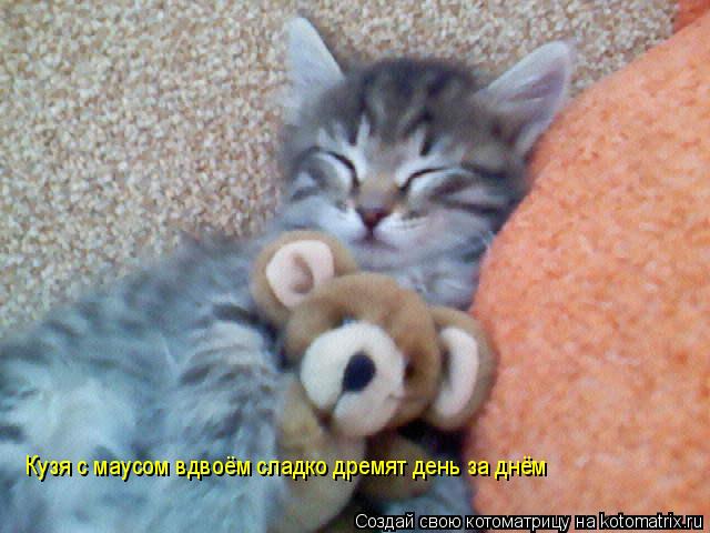 Кузя с маусом вдвоём сладко дремят день за днём... Котоматрица: Кузя с маусом вдвоём сладко дремят день за днём