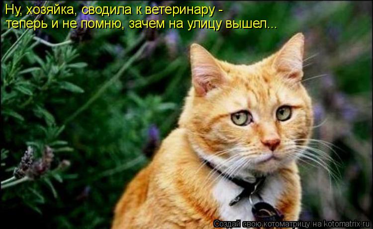Ну, хозяйка, сводила к ветеринару - теперь и не помню, зачем на улицу вышел...... Котоматрица: Ну, хозяйка, сводила к ветеринару - теперь и не помню, зачем на улицу вышел...
