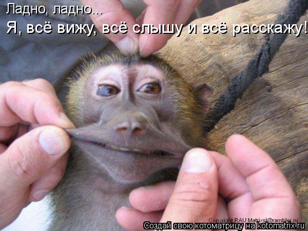 Ладно, ладно... Я, всё вижу, всё слышу и всё расскажу!... Котоматрица: Ладно, ладно... Я, всё вижу, всё слышу и всё расскажу!