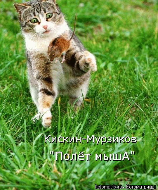 Кискин-Мурзиков "Полёт мышА"... Котоматрица: Кискин-Мурзиков "Полёт мышА"