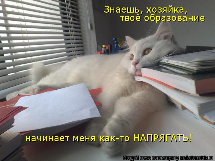 Знаешь, хозяйка, твоё образование начинает меня как-то НАПРЯГАТЬ!... Котоматрица: Знаешь, хозяйка, твоё образование начинает меня как-то НАПРЯГАТЬ!