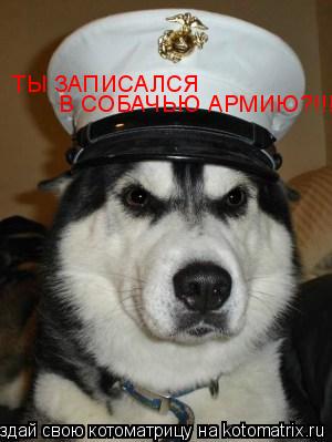 ТЫ ЗАПИСАЛСЯ В СОБАЧЬЮ АРМИЮ?!!!... Котоматрица: ТЫ ЗАПИСАЛСЯ В СОБАЧЬЮ АРМИЮ?!!!