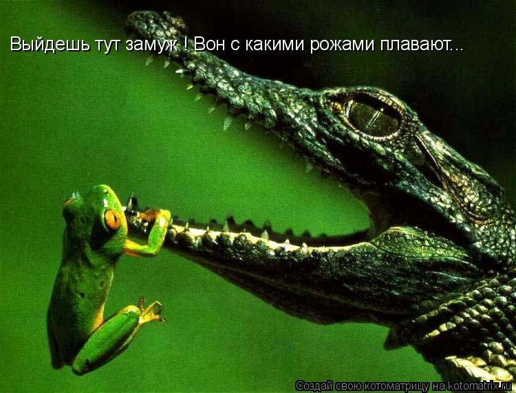 Выйдешь тут замуж ! Вон с какими рожами плавают...... Котоматрица: Выйдешь тут замуж ! Вон с какими рожами плавают...