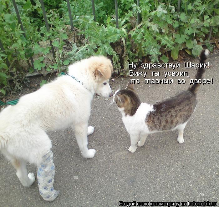 Ну здравствуй Шарик! кто главный во дворе! Вижу ты усвоил,... Котоматрица: Ну здравствуй Шарик! кто главный во дворе! Вижу ты усвоил,