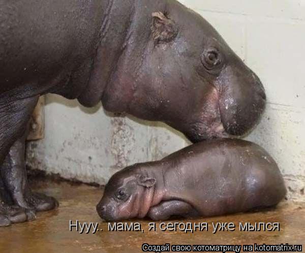 Нууу.. мама, я сегодня уже мылся... Котоматрица: Нууу.. мама, я сегодня уже мылся