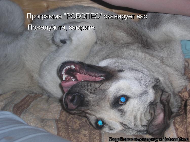Программа "РОБОПЕС" сканирует вас Пожалуйста, замрите... Котоматрица: Программа "РОБОПЕС" сканирует вас Пожалуйста, замрите