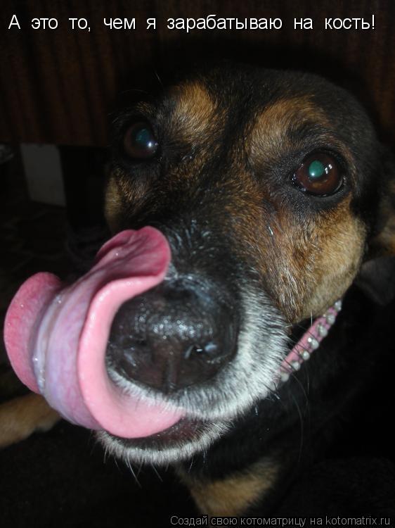 А это то, чем я зарабатываю на кость!... Котоматрица: А это то, чем я зарабатываю на кость!