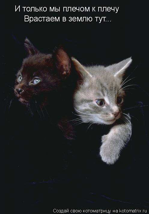И только мы плечом к плечу Врастаем в землю тут...... Котоматрица: И только мы плечом к плечу Врастаем в землю тут...