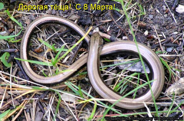 Котоматрица: Дорогая тёща!  С 8 Марта!