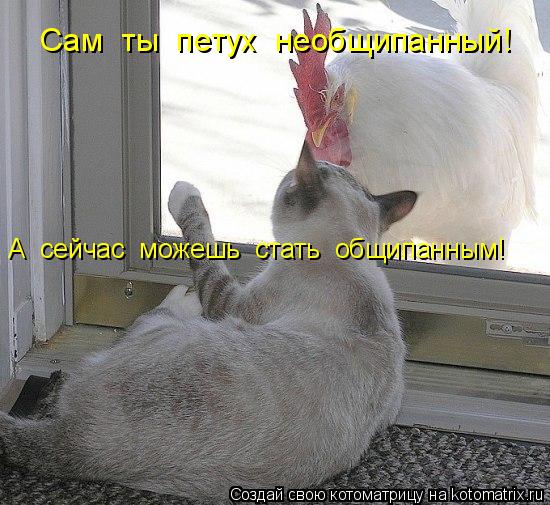 Сам ты петух необщипанный! А сейчас можешь стать общипанным!... Котоматрица: Сам ты петух необщипанный! А сейчас можешь стать общипанным!