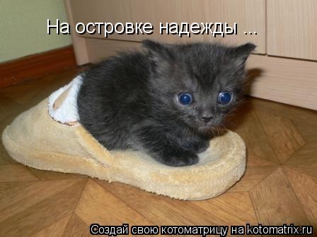 На островке надежды ...... Котоматрица: На островке надежды ...