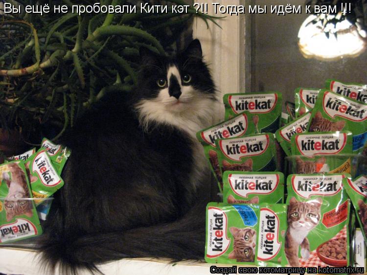 Вы ещё не пробовали Кити кэт ?!! Тогда мы идём к вам !!!... Котоматрица: Вы ещё не пробовали Кити кэт ?!! Тогда мы идём к вам !!!