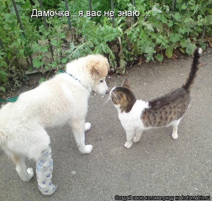 Дамочка , я вас не знаю ...... Котоматрица: Дамочка , я вас не знаю ...