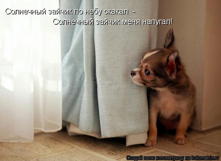 Солнечный зайчик по небу скакал - Солнечный зайчик меня напугал!... Котоматрица: Солнечный зайчик по небу скакал - Солнечный зайчик меня напугал!